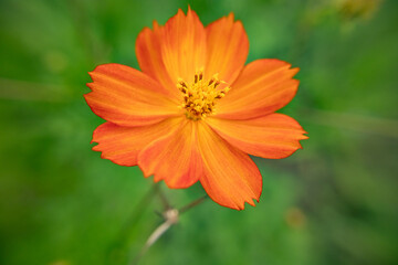 macro photo of an orange flower with a green background