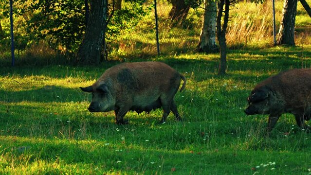 Hungarian breed curly haired mangalica pigs walking on the grass, farm life. High quality 4k footage