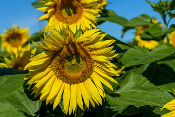 Beautiful blooming yellow sunflowers in the summer