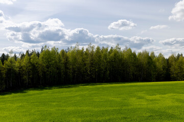 a field with green cereals in the spring season