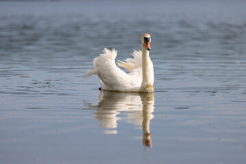 a white swan with feathers living on the lake in the summer