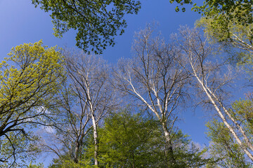 Obraz premium deciduous trees in the forest in the spring season