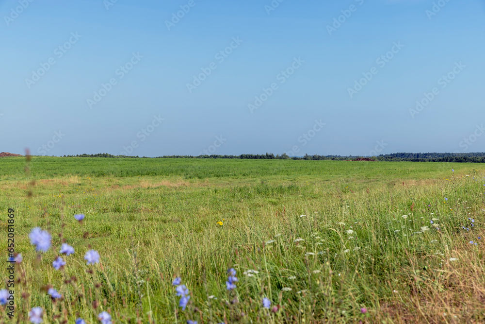 Wall mural field with grass for harvesting fodder for cows