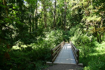 wooden bridge in the forest