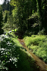 footpath in the forest