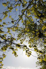 green foliage on a maple tree in spring bloom
