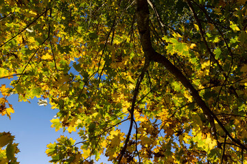 Maple tree during the autumn season