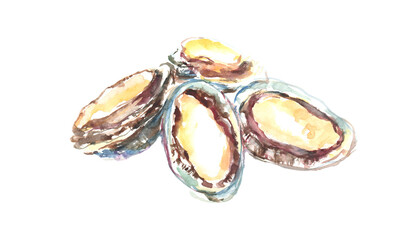 水彩で描いたアワビのイラスト