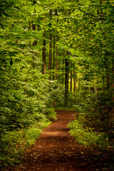muddy lightened path in a green forest 