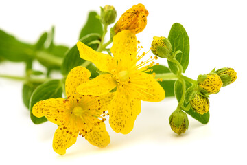 St. John's wort flowers
