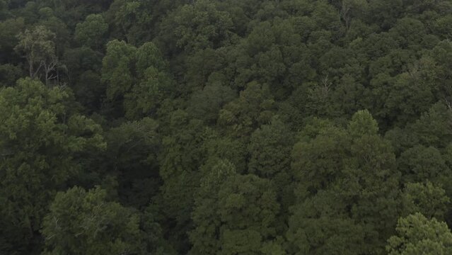 Aerial footage of a jungle, forest in the United States with green trees and blue skies