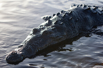 An American crocodile surfaces in a lagoon at Turneffe Atoll in Belize.