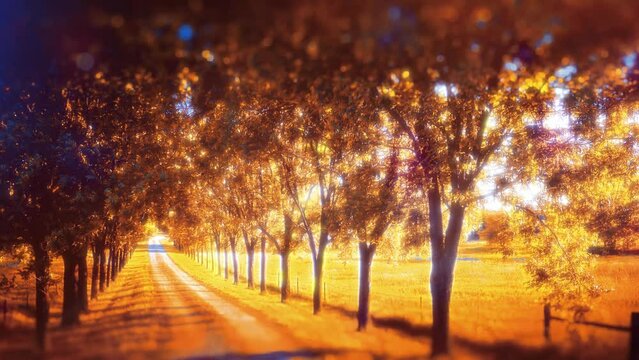 country lane tree lined autumn season bokeh focus rays 4k seamless loop video