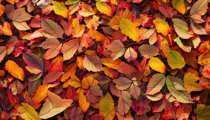 Illustration a pile of autumn leaves, background