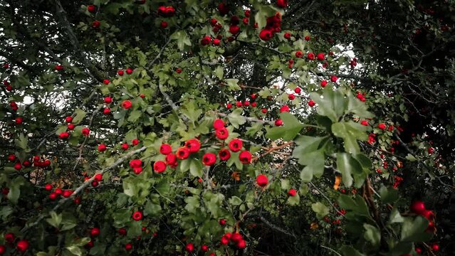 Macro Closeup of Ripe Hawthorn Berries in Autumn