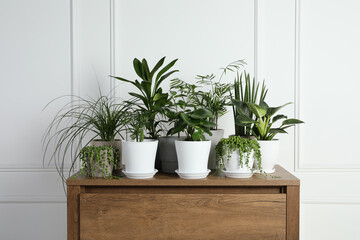 Many beautiful green potted houseplants on wooden table indoors