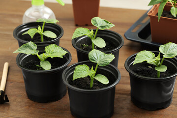 Seedlings growing in plastic containers with soil on wooden table, closeup