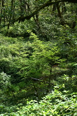 green forest in spring