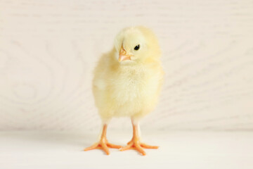 Cute chick on white wooden table, closeup. Baby animal