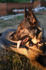 German Shepherd at Sunset