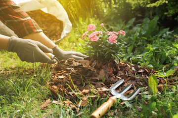 Woman mulching beautiful flowers with bark chips in garden, closeup