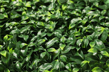 Fototapeta na wymiar Green artificial plants as background, closeup view