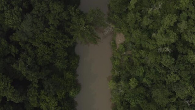 Aerial footage of a jungle, forest in the United States with green trees and blue skies