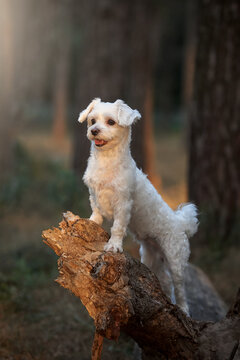 portrait of cute maltese dog on a log at the sunset