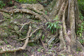 a powerful tree root system in a tropical forest