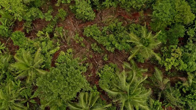 Clear evidence of small scale illegal logging operations deep in the Philippine rainforest jungles. 