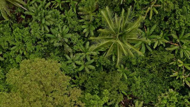 Philippine rainforest. Cinematic aerial view over dense rainforest jungle in Mindanao Philippines. 