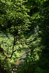 green forest in the morning