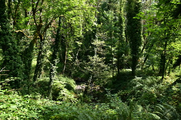 Fototapeta premium green forest in the morning