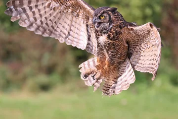 Foto op Canvas Great-horned owl flying in the forest on green background, Quebec, Canada © vlad_g