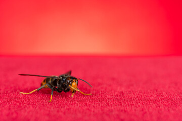 a wasp close up on red