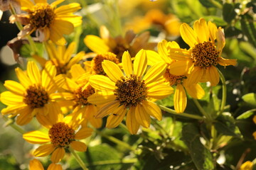 yellow flowers in the sun