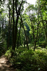 morning in the woods