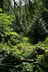 green forest in the morning