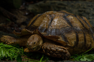 Close up African spurred tortoise eating