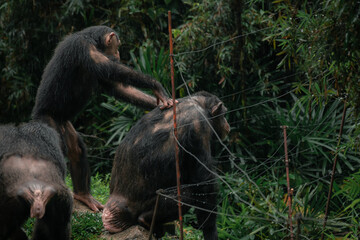 Chimpanzees standing with its back to the camera in Singapore zoo