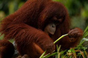 Adult orangutan busy with eating leaves on a rainy day, close up portrait