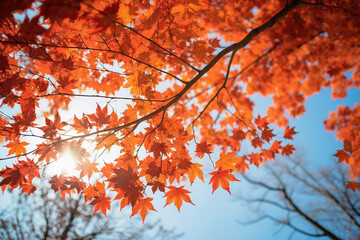 Red maple leaves branches on blue sky background