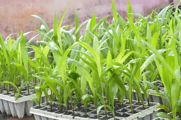 Corn seedlings growing in plastic pots on the windowsill, stock photo