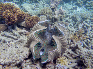 Giant Clam on the Great Barrier Reef, is the largest living bivalve mollusc. Protected in Australia.