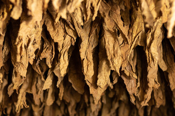 Tobacco leaves drying in the shed and quality control of tobacco leaf hanging in the dryer or barn....