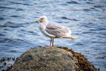 seagull on the rocks