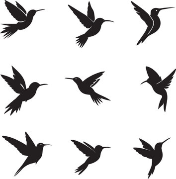 hummingbird vector silhouette illustration