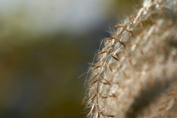 冬の朝の蜘蛛の巣に付いた水滴