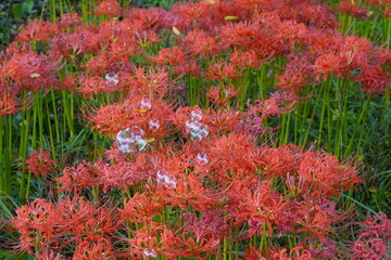 群生する彼岸花の上を飛ぶシャボン玉