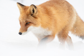 Naklejka premium 冬のキタキツネ